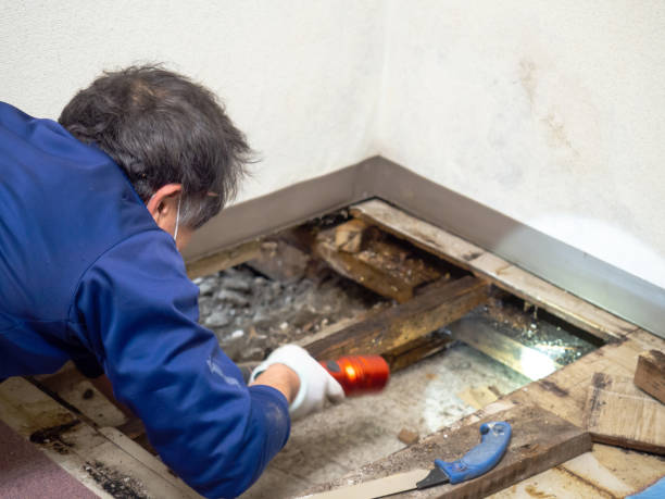 Best Certified Mold Removal  in Absecon, NJ