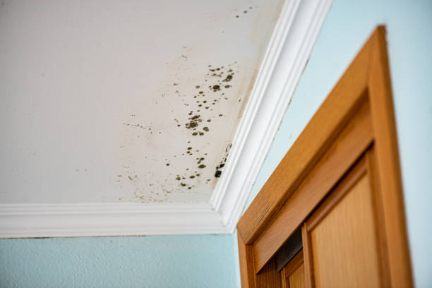 Trusted Absecon, NJ Mold Removal Experts