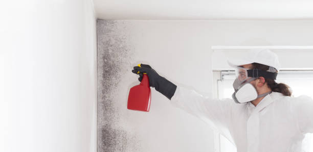 Best Mold Removal Company Near Me  in Absecon, NJ