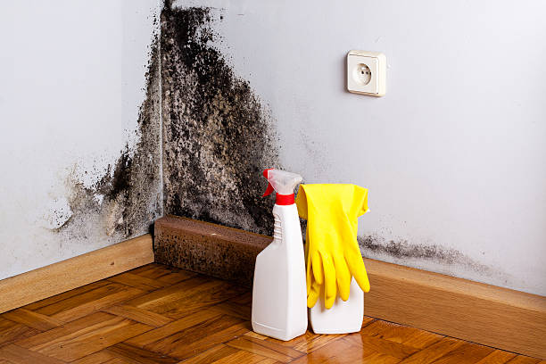 Best Attic Mold Removal  in Absecon, NJ