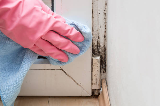 Best Mold Remediation  in Absecon, NJ